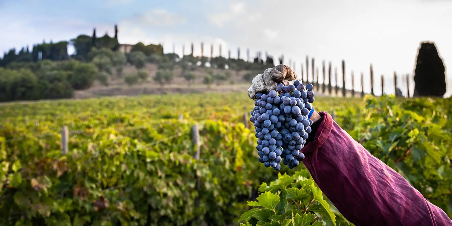 Sangiovese is considered one of Italy's most important grape varieties, grown mainly in Tuscany.